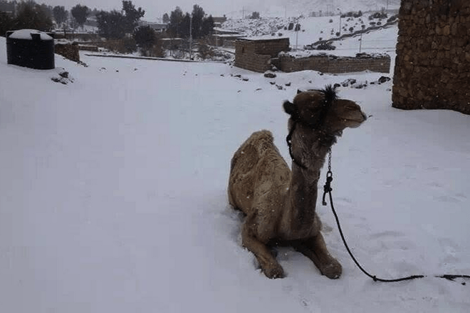 Cairosnowcamel