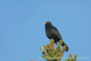 080419-11, digital 28,8 mb RAW, 12-00 Koltrast, Turdus merula Uppland