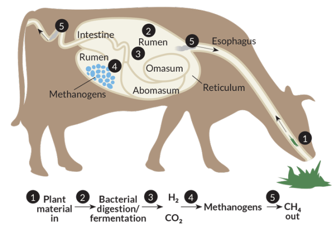 112815_cow_digestion_730_free