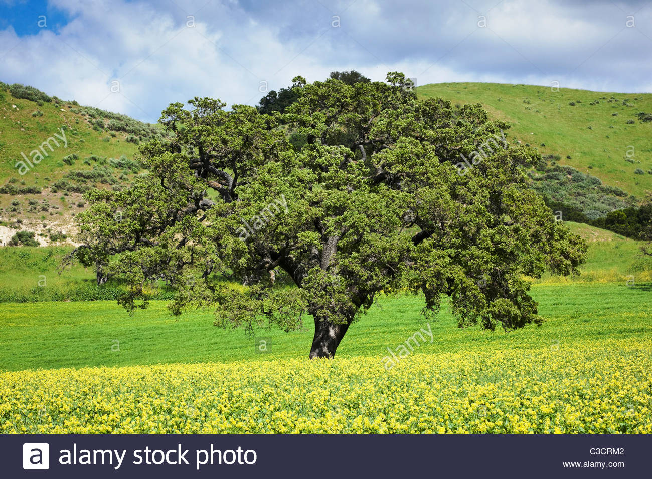 mustard-flowers-and-oak-tree-in-chaparral-landscape-los-olivos-california-C3CRM2