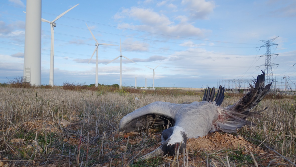 crane-killed-by-turbine