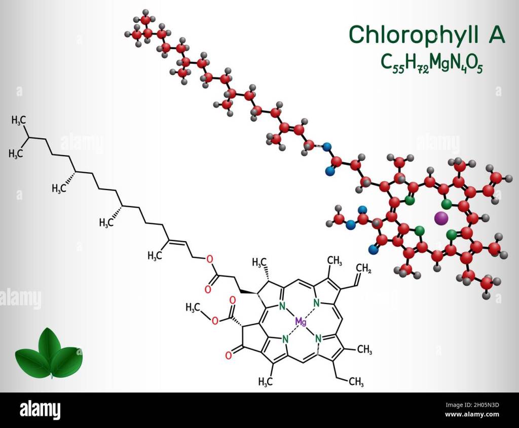 This image has an empty alt attribute; its file name is chlorophyll-a-chlorophyll-molecule-it-is-photosynthetic-pigment-used-in-oxygenic-photosynthesis-structural-chemical-formula-and-molecule-model-vec-2h05n3d.jpg