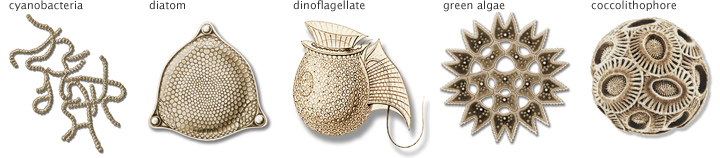 This image has an empty alt attribute; its file name is phytoplankton_types.jpg