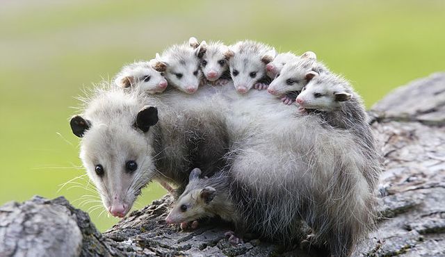 This image has an empty alt attribute; its file name is opossum6c065f8b80c5155bb1b3877e2f0b7dfc.jpg